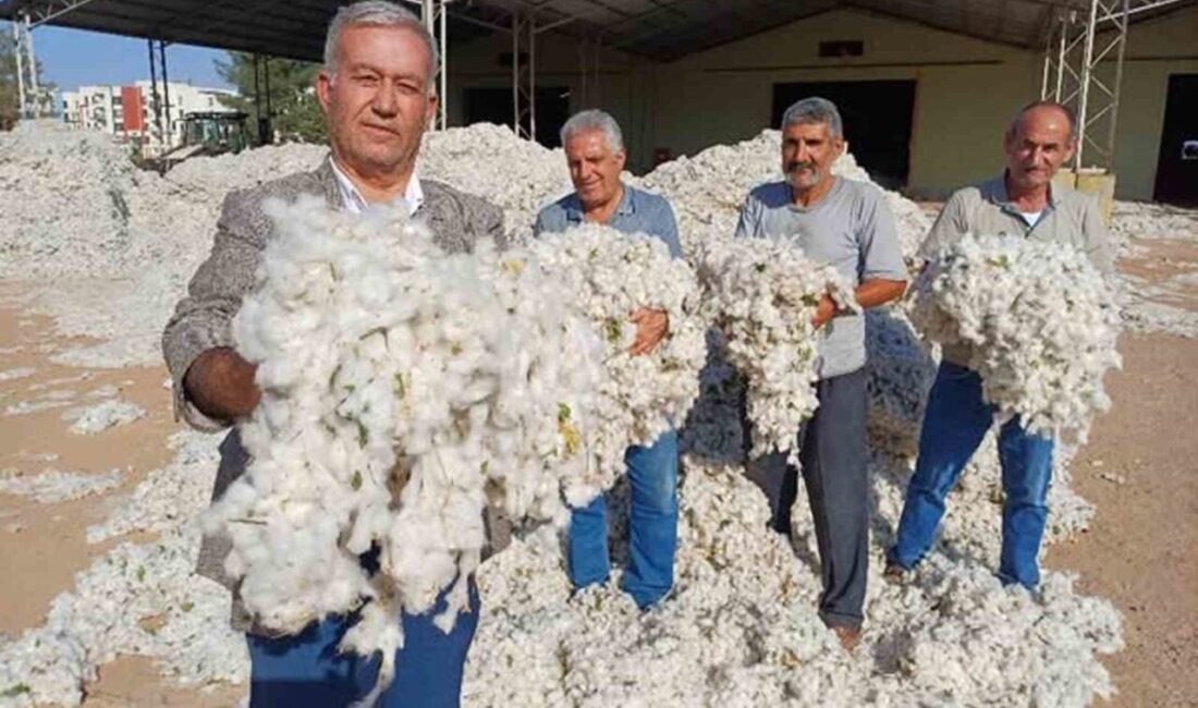 Gaziantep'in Araban ilçesinde, pamuk üreticileri 2025 sezonuna düşük fiyatlarla buruk