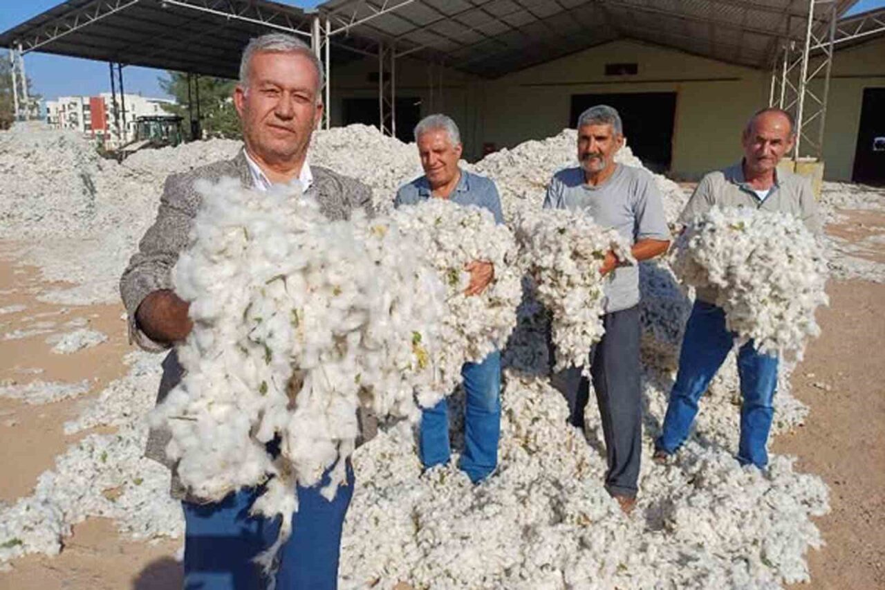 Gaziantep'in Araban ilçesinde, pamuk üreticileri 2025 sezonuna düşük fiyatlarla buruk