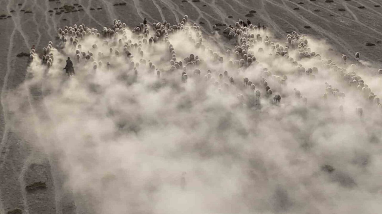 Konya'nın Karapınar ilçesinde, koyun ve kuzuların otlaktan dönüşü dron ile