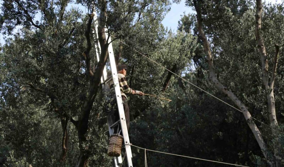 Artvin'in Yusufeli ilçesinde "Üstün Lezzet Ödülü" sahibi Butko Zeytini'nin 2025-2026