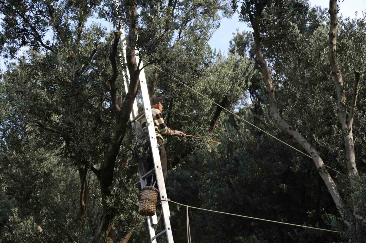 Artvin'in Yusufeli ilçesinde "Üstün Lezzet Ödülü" sahibi Butko Zeytini'nin 2025-2026