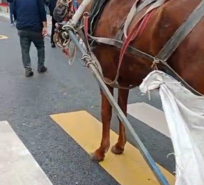 Edirne’nin Keşan İlçesinde Yaya Geçidine Park Eden At Arabası Sahibine Cezai İşlem Uygulandı Edirne'nin Keşan ilçesinde, polis ekipleri yaya geçidi üzerine park eden