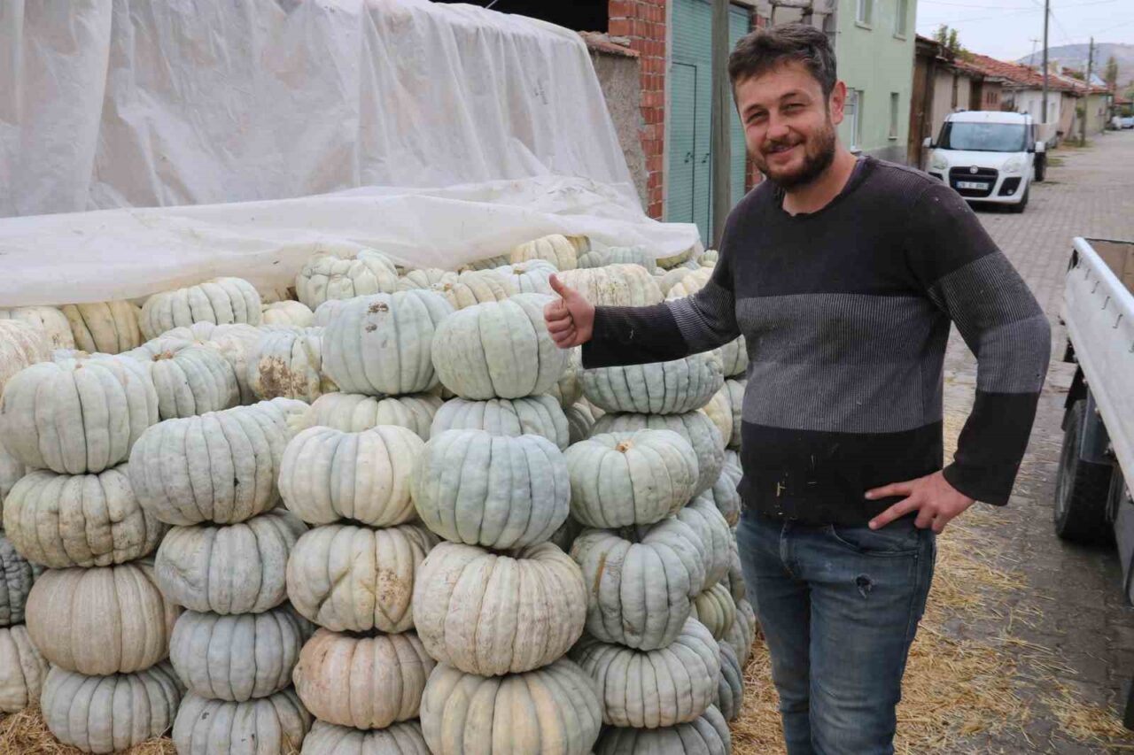 Eskişehir'de hasadı başlayan balkabağının kilogram fiyatı, tarlada 15-20 lira aralığında