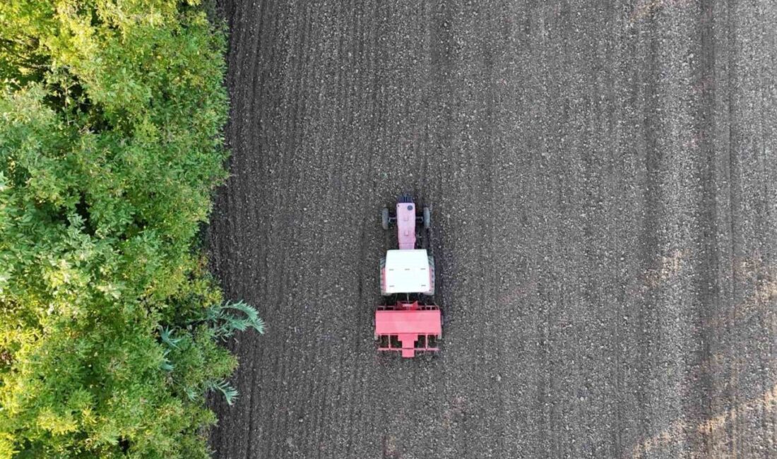 Düzce’de Ata Tohumu Yetiştiriciliği Projesi ile Siyez Buğdayı Toprakla Buluştu Düzce Belediyesi, Ata Tohumu Yetiştiriciliği Projesi ile Kastamonu'dan temin edilen