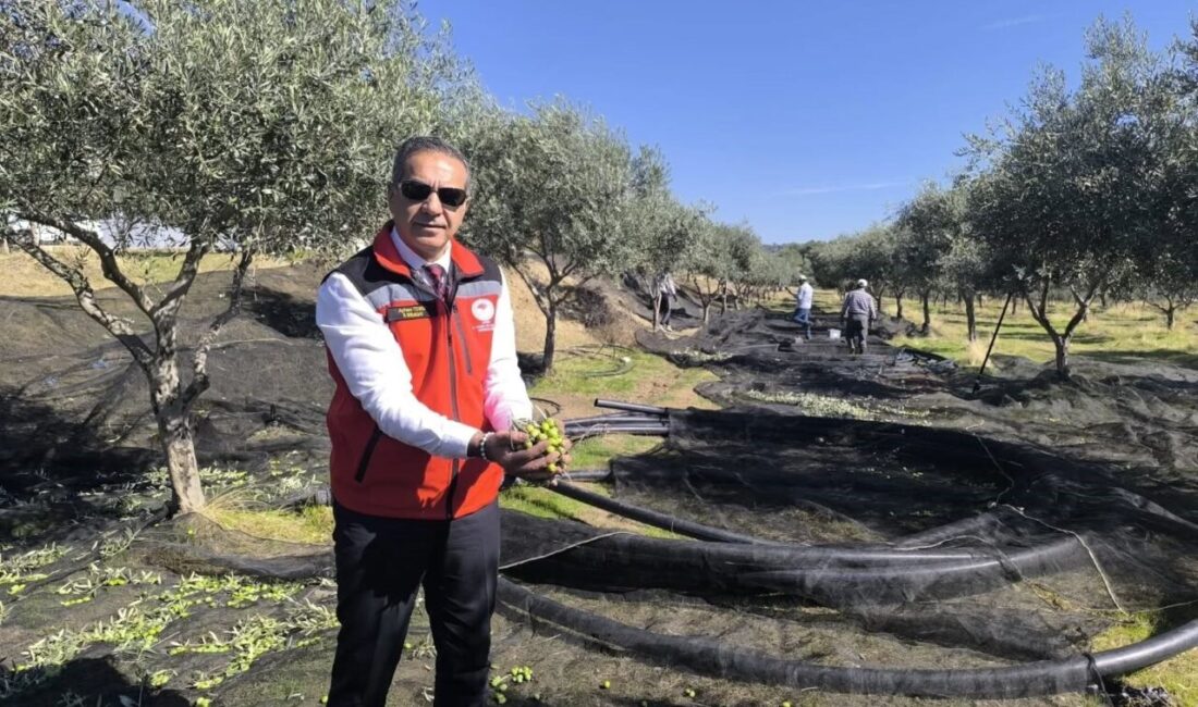 Aydın, 2024 TÜİK verilerine göre sofralık ve yağlık zeytin üretiminde