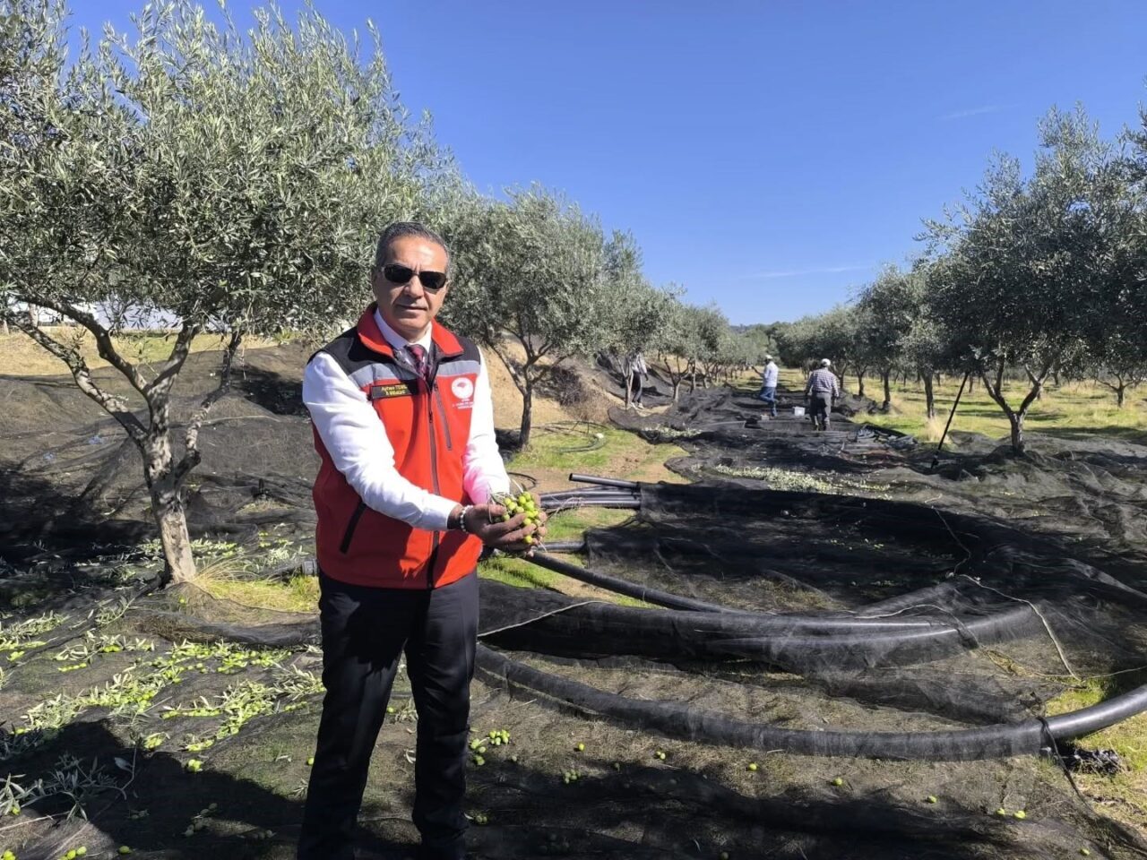 Aydın, 2024 TÜİK verilerine göre sofralık ve yağlık zeytin üretiminde