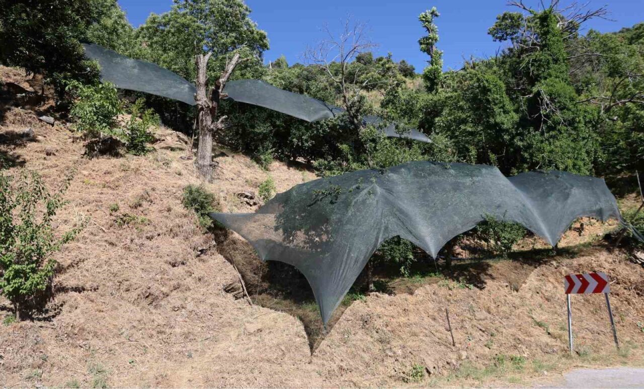 Aydın İl Tarım ve Orman Müdürlüğü, 2025'teki don afeti nedeniyle