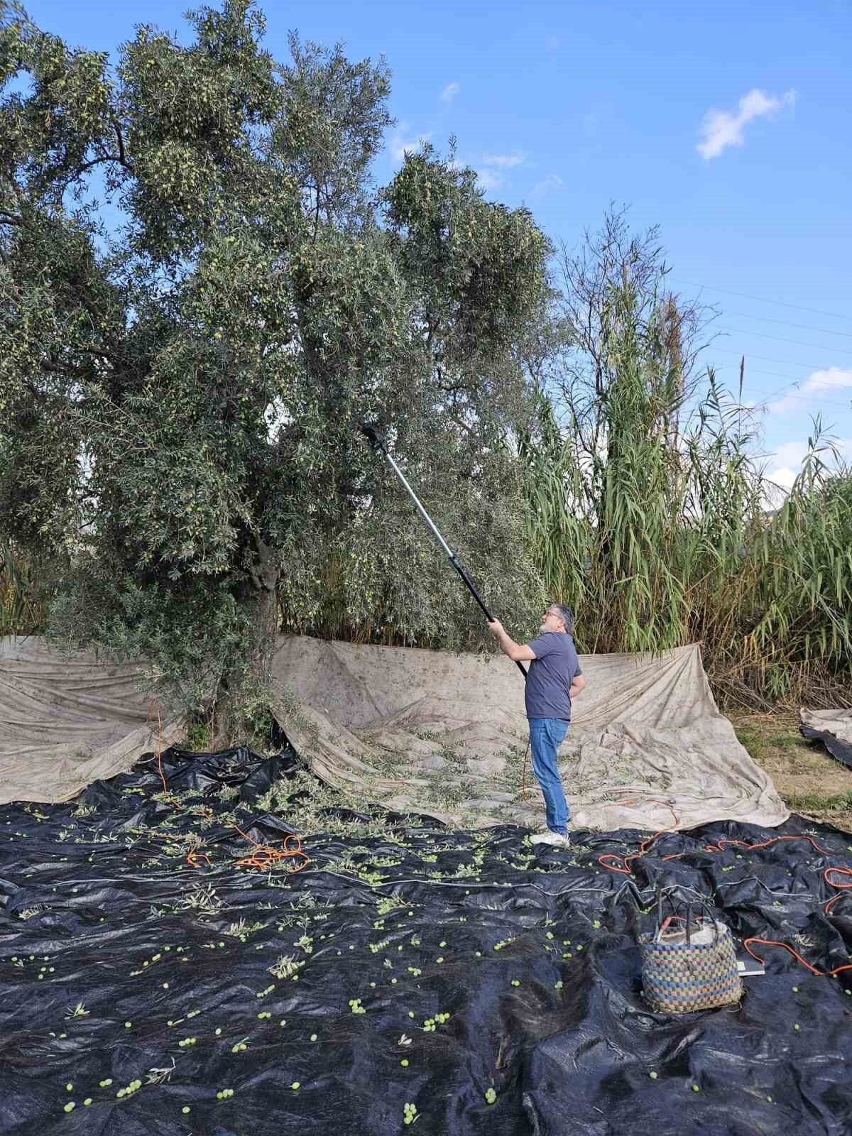 Aydın'da 2025-2026 zeytin hasat dönemi başladı. Karya Farma'nın Kurucusu Hakan