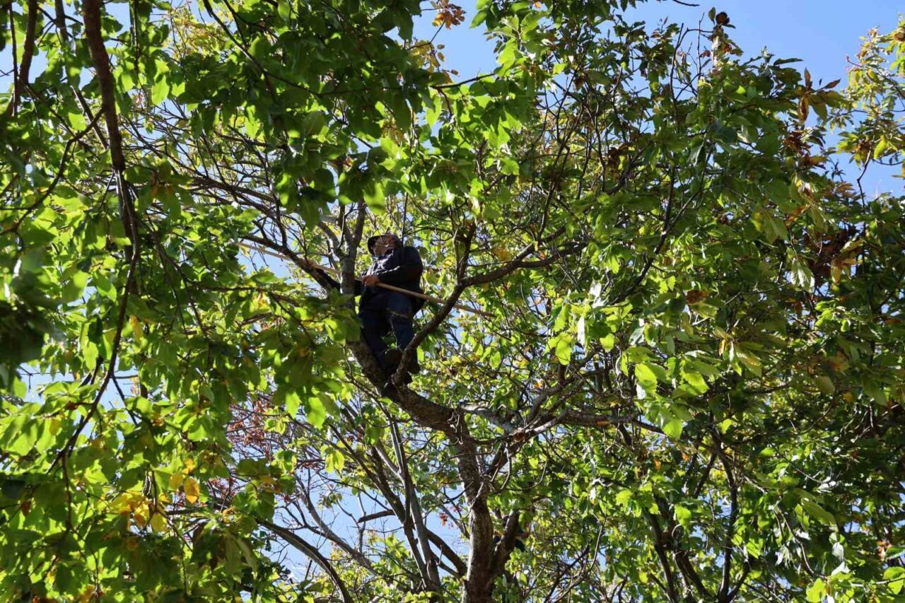 Aydın'da kestane hasat sezonu sona yaklaşırken, kuraklığa rağmen rekolte ve