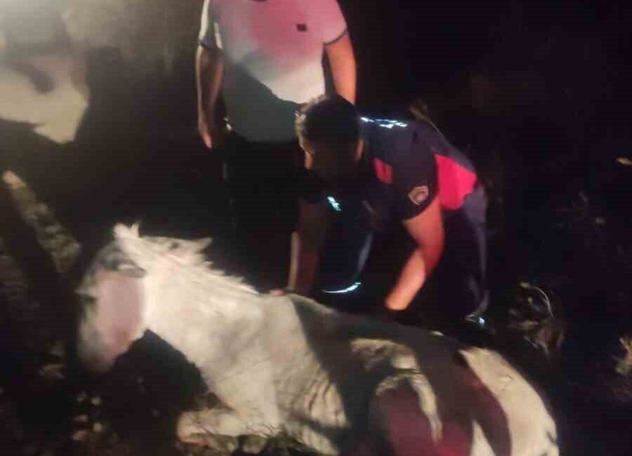 Hatay’da balçığa saplanan eşek, itfaiye ekiplerinin yardımıyla kurtarılarak sahibine ulaştırıldı. Hatay'ın Kırıkhan ilçesinde, İçada İskan Mahallesi'nde bir eşek dere yatağındaki