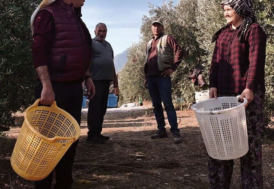 Manisa'nın Alaşehir ilçesinde zeytin hasadı başladı. Belediye Başkanı Ahmet Öküzcüoğlu,