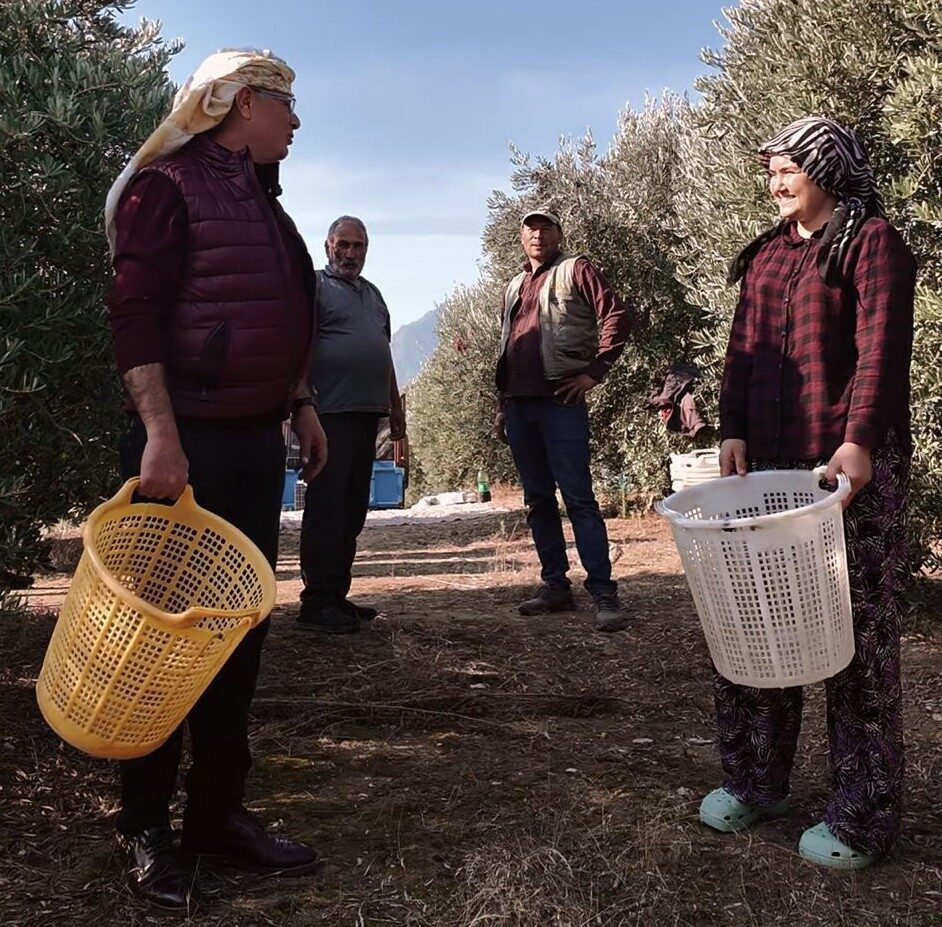 Manisa'nın Alaşehir ilçesinde zeytin hasadı başladı. Belediye Başkanı Ahmet Öküzcüoğlu,