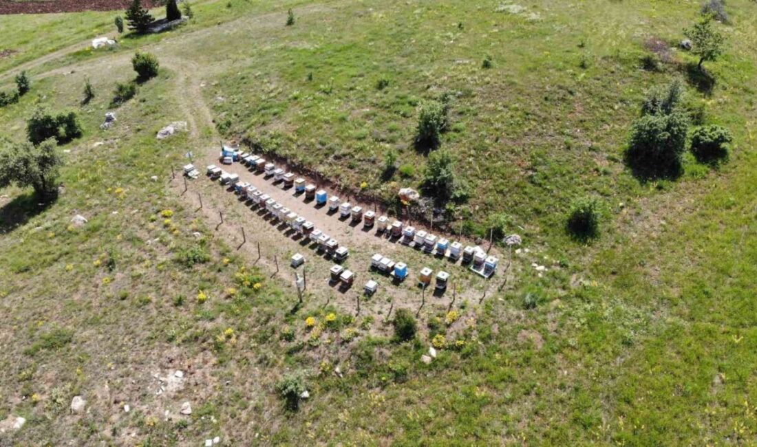 Bayburt İl Tarım ve Orman Müdürlüğü, 2025 yılı arılı kovan