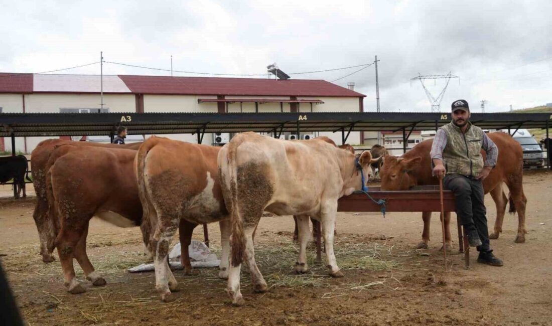 Bayburt canlı hayvan pazarı, şap hastalığı nedeniyle 1 Temmuz 2025'te
