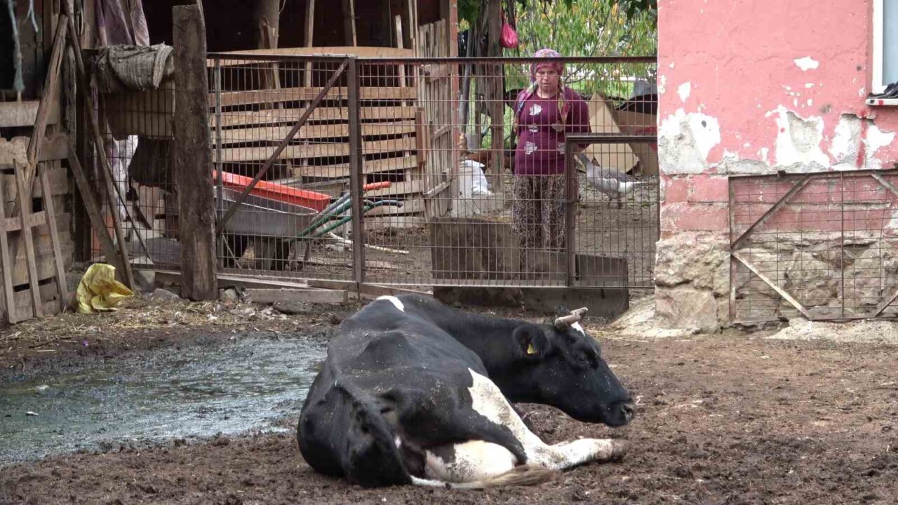 Bursa Damızlık Koyun Keçi Yetiştiricileri Birliği Başkanı Yıldırım Oran, şap