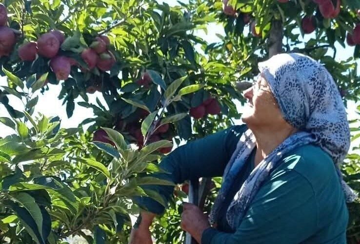 Konya’nın Beyşehir ilçesindeki Gölyaka Mahallesi’nde elma hasadı devam ediyor. Yüksek