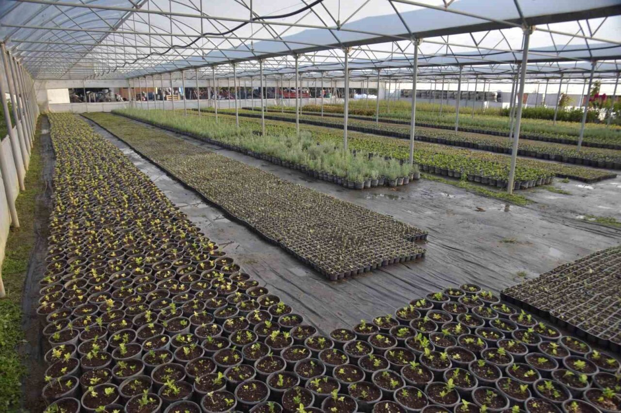 Bilecik Belediyesi Park ve Bahçeler Müdürlüğü, binlerce çiçek ve süs