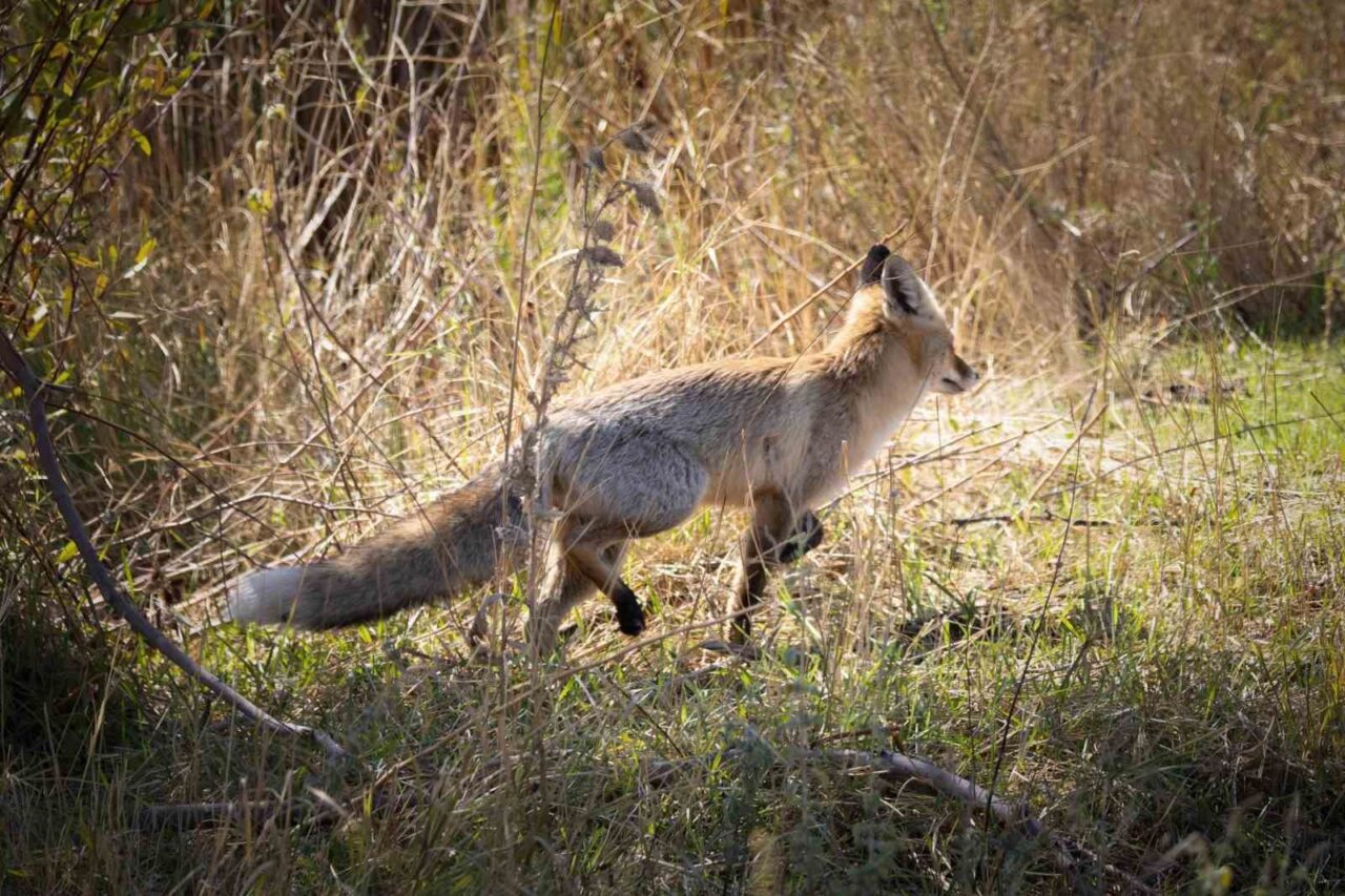 Bingöl'ün Garip köyü yakınlarında yiyecek arayan bir kızıl tilki, doğa