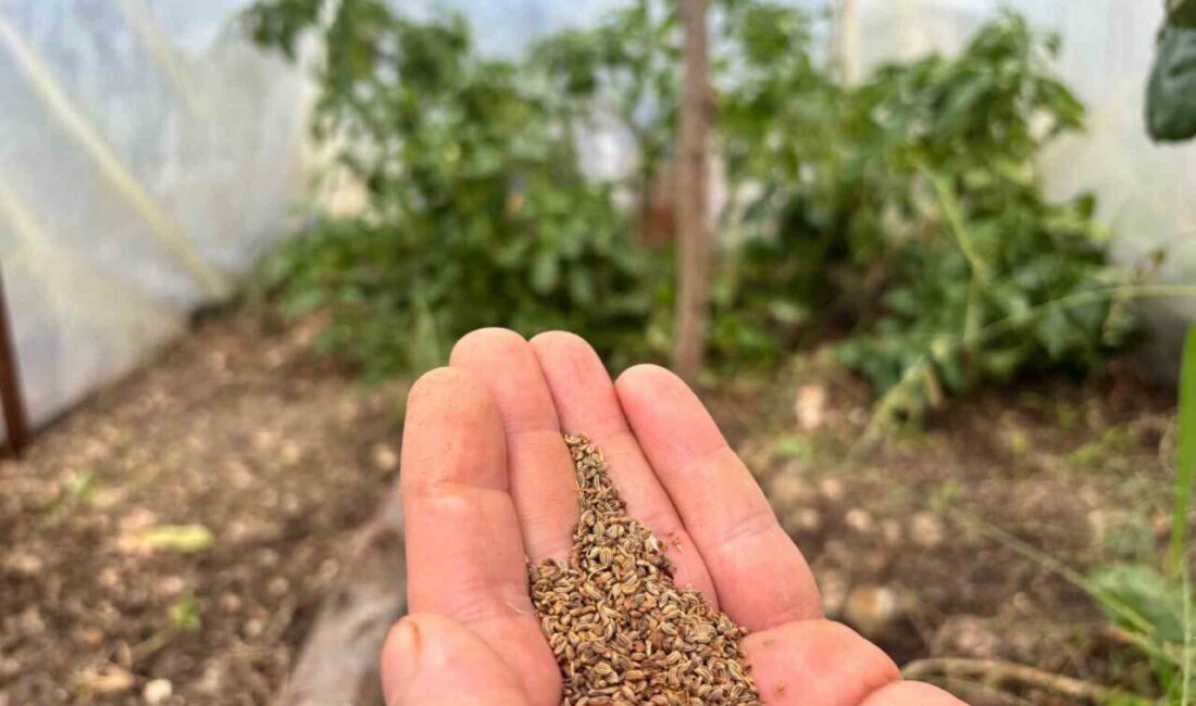 Fatih Çolak, Trabzon'da hobi olarak başladığı ata tohumu yetiştiriciliğini Türkiye