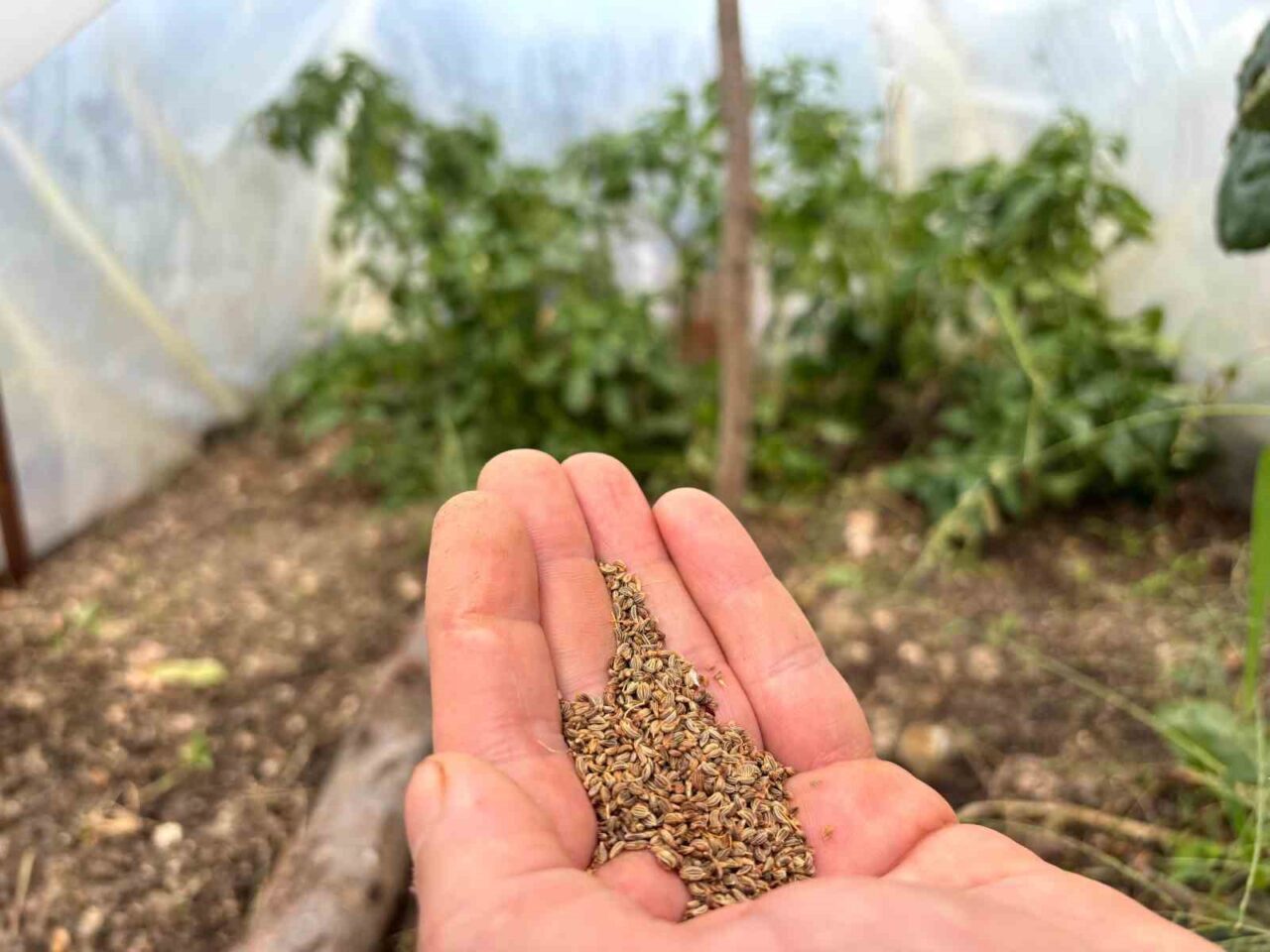 Fatih Çolak, Trabzon'da hobi olarak başladığı ata tohumu yetiştiriciliğini Türkiye