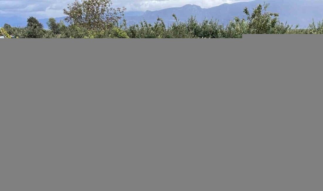 Pamukova'da üzüm üreticileri, hırsızlık olayları nedeniyle jandarma ile birlikte nöbet