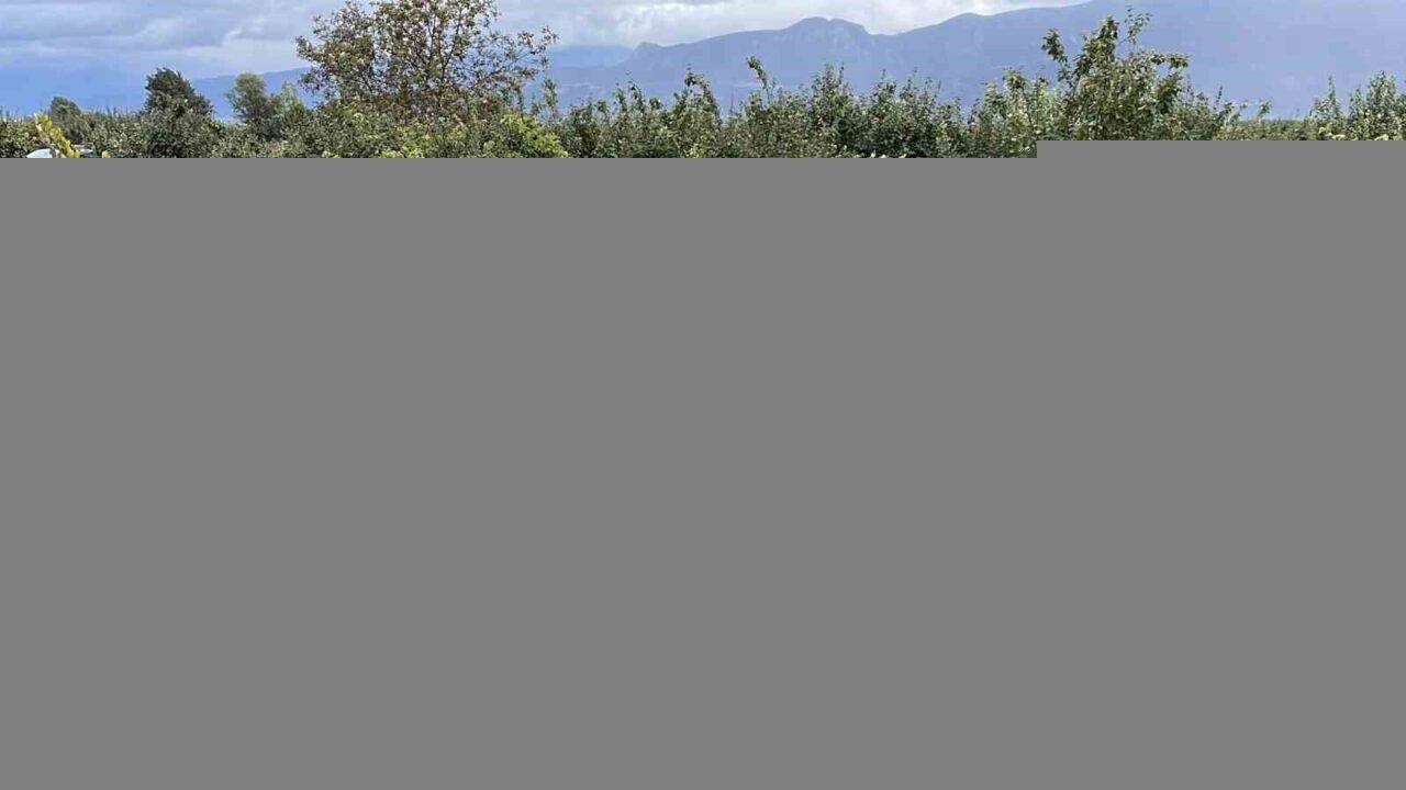 Pamukova'da üzüm üreticileri, hırsızlık olayları nedeniyle jandarma ile birlikte nöbet