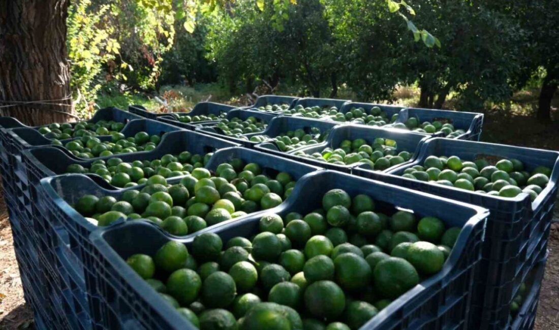 Bodrum Mandalini’nin Değer Artışı İçin Başlatılan Proje Başarıyla Devam Ediyor Bodrum'da Tarımsal Hizmetler Müdürlüğü, Bodrum Mandalini’nin değerini artırmak amacıyla çalışmalarını