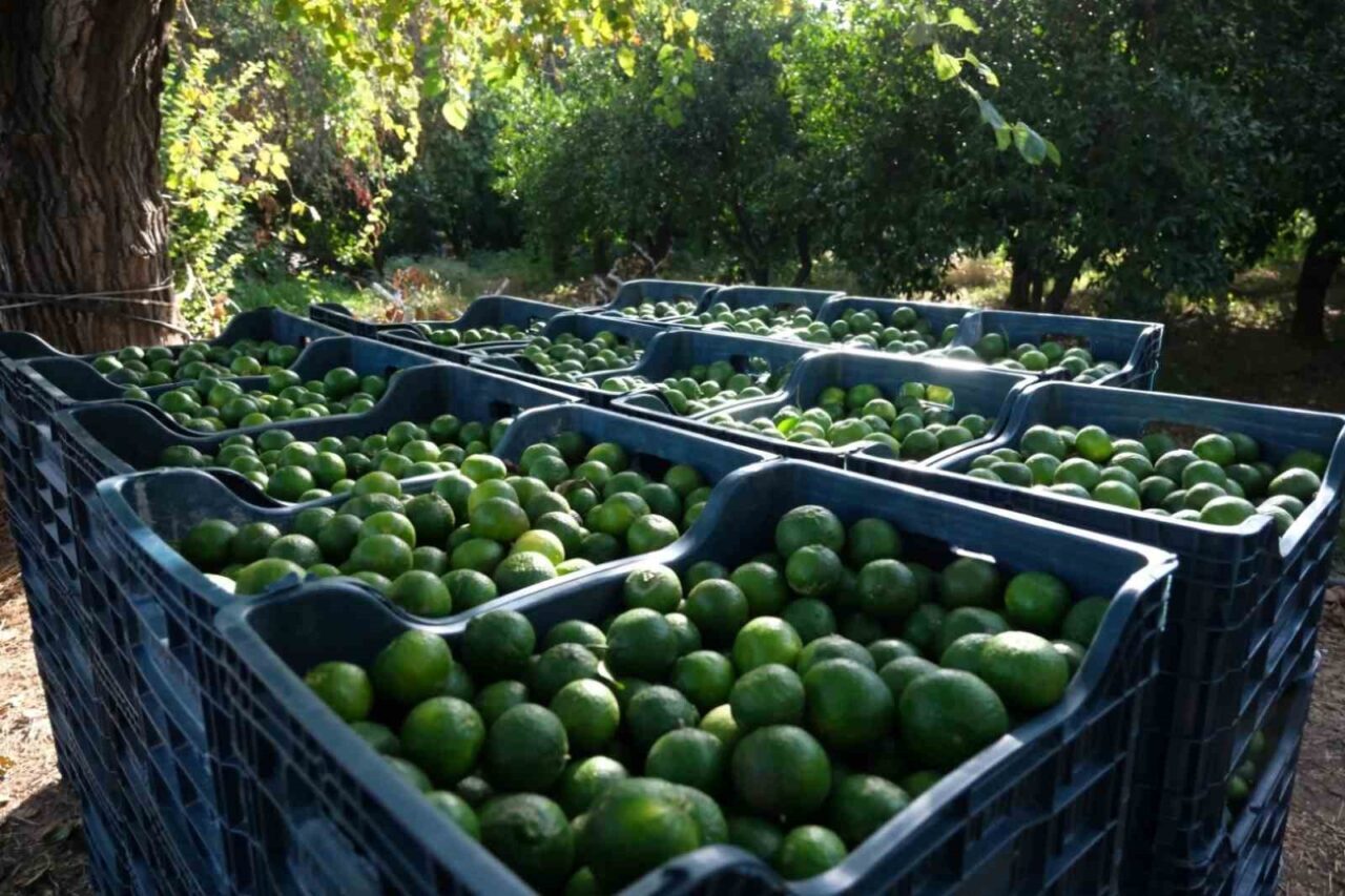 Bodrum'da Tarımsal Hizmetler Müdürlüğü, Bodrum Mandalini’nin değerini artırmak amacıyla çalışmalarını