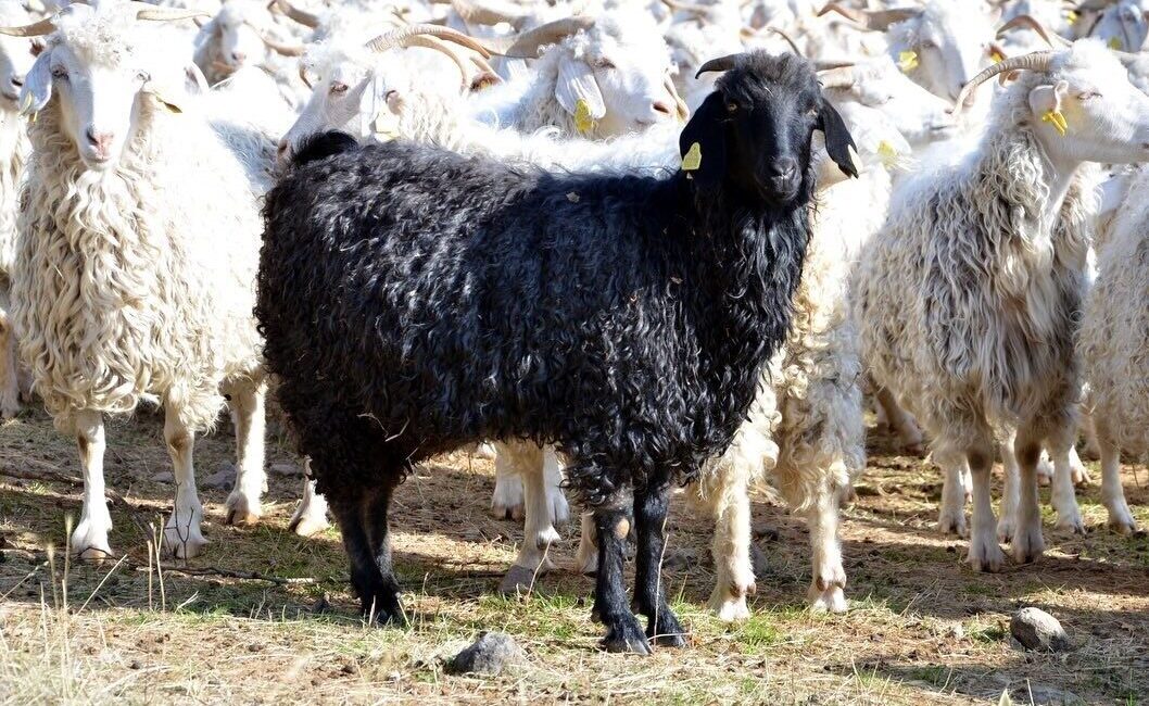 Tarım ve Orman Bakanlığı, Ankara (Tiftik) keçisini korumak amacıyla Bolu'nun