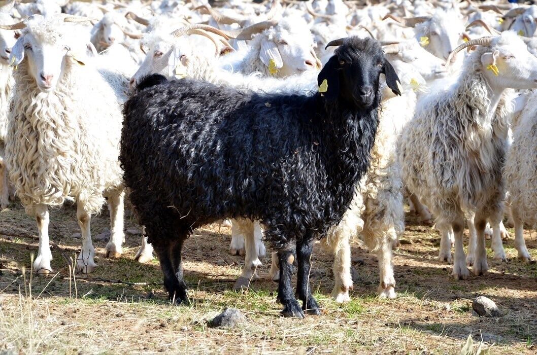 Tarım ve Orman Bakanlığı, Ankara (Tiftik) keçisini korumak amacıyla Bolu'nun