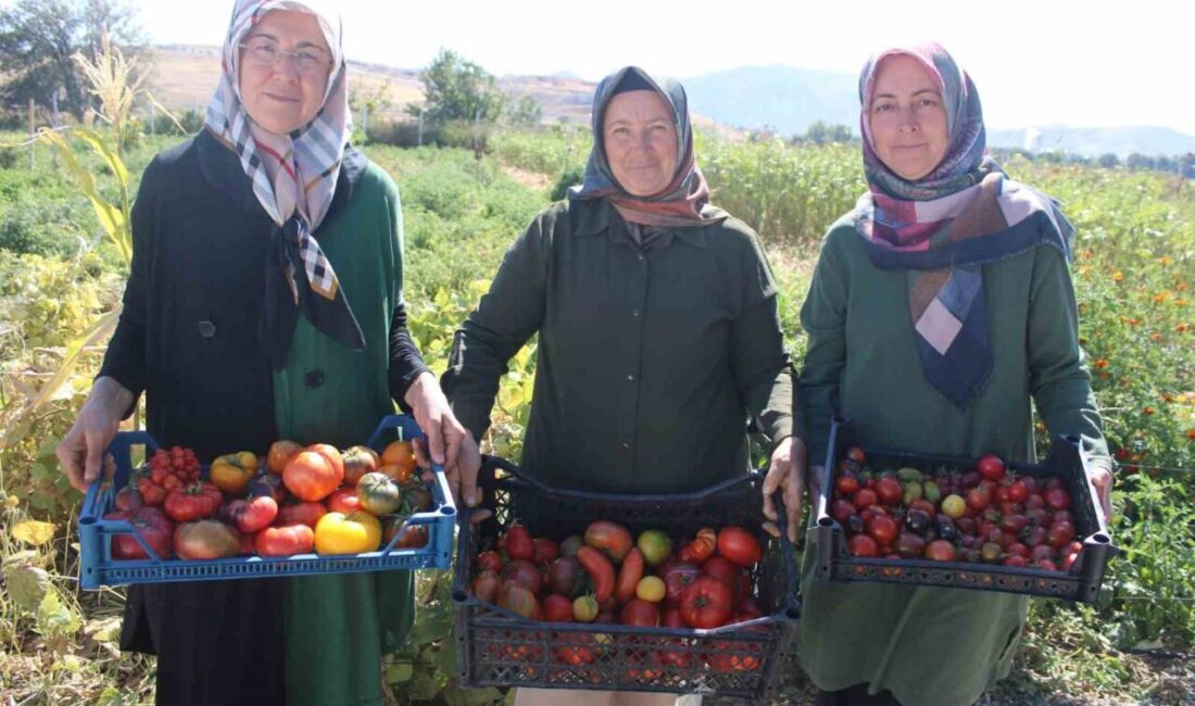 Kayseri Kocasinan'daki Yediveren Kadın Kooperatifi, ata tohumlarıyla 55 çeşit domates