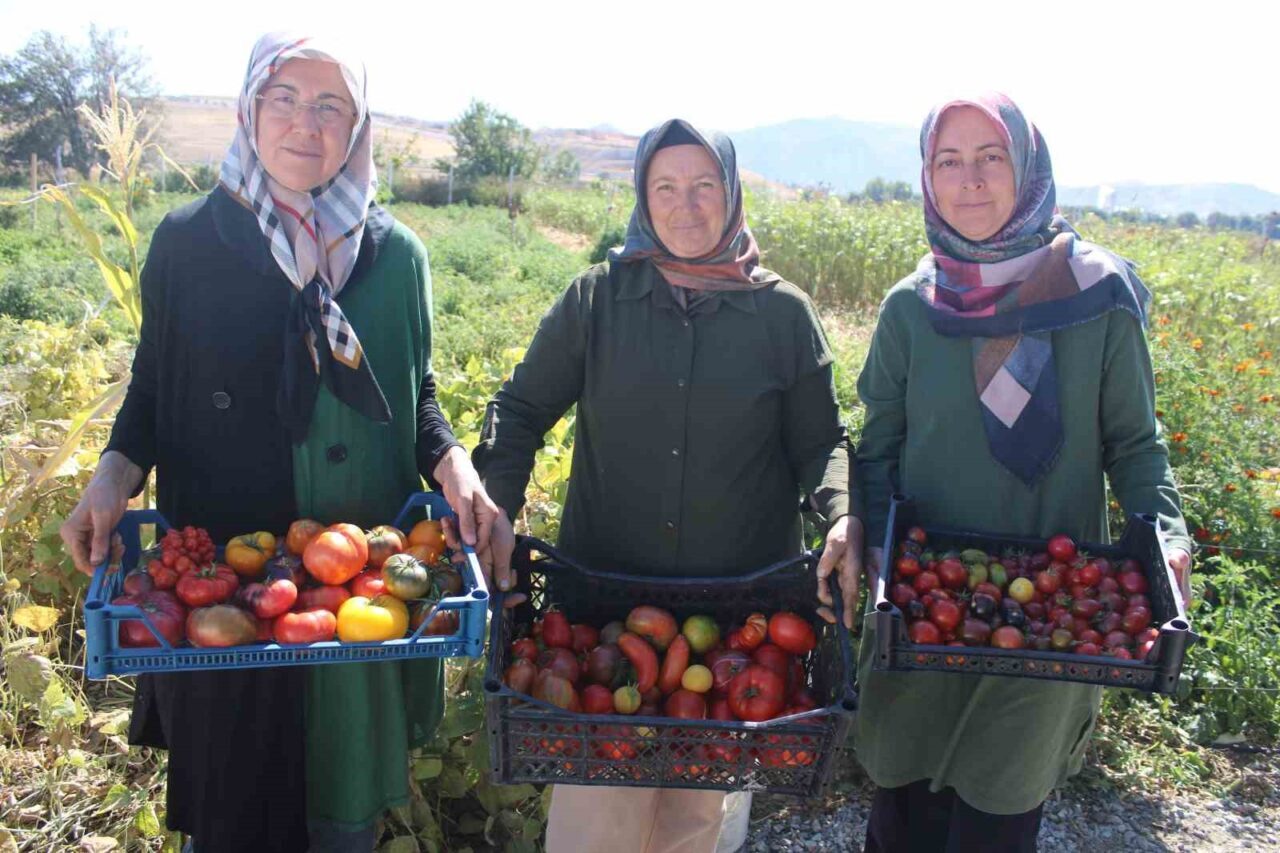 Kayseri Kocasinan'daki Yediveren Kadın Kooperatifi, ata tohumlarıyla 55 çeşit domates