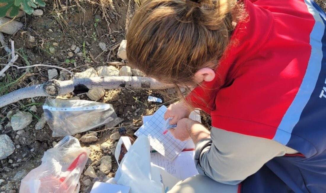 Aydın'ın Buharkent ilçesinde, zeytin ve incir bahçelerinde zararlılarla mücadele sürüyor.