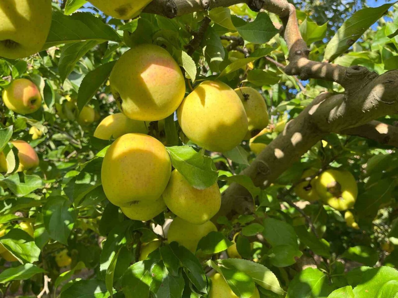 Denizli'nin Buldan ilçesindeki elma hasadı başladı. Bu yıl 2 bin