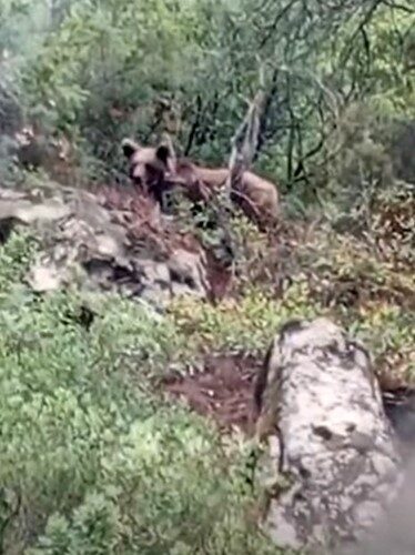 Bursa'nın Orhaneli ilçesinde kepçe operatörü Muzaffer Çetinkaya, ormanda bir ayıyı