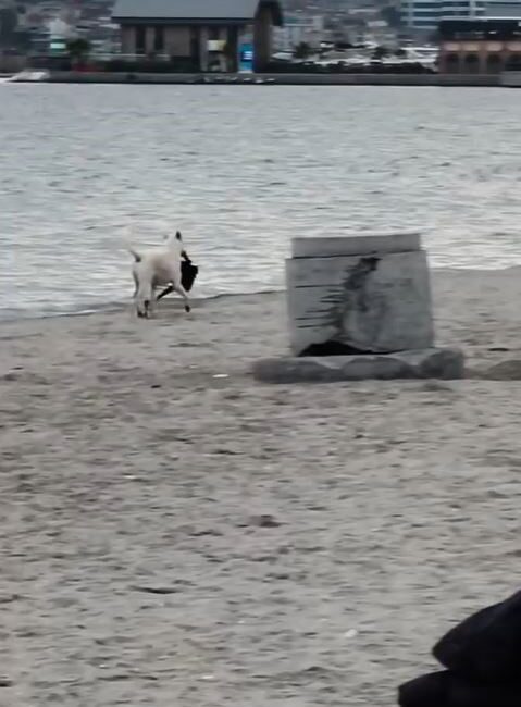 Büyükçekmece'de bir sokak köpeği, plajda bir kadının çantasını alıp kaçtı.