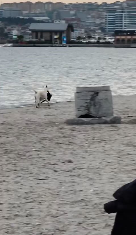 Büyükçekmece'de bir sokak köpeği, plajda bir kadının çantasını alıp kaçtı.