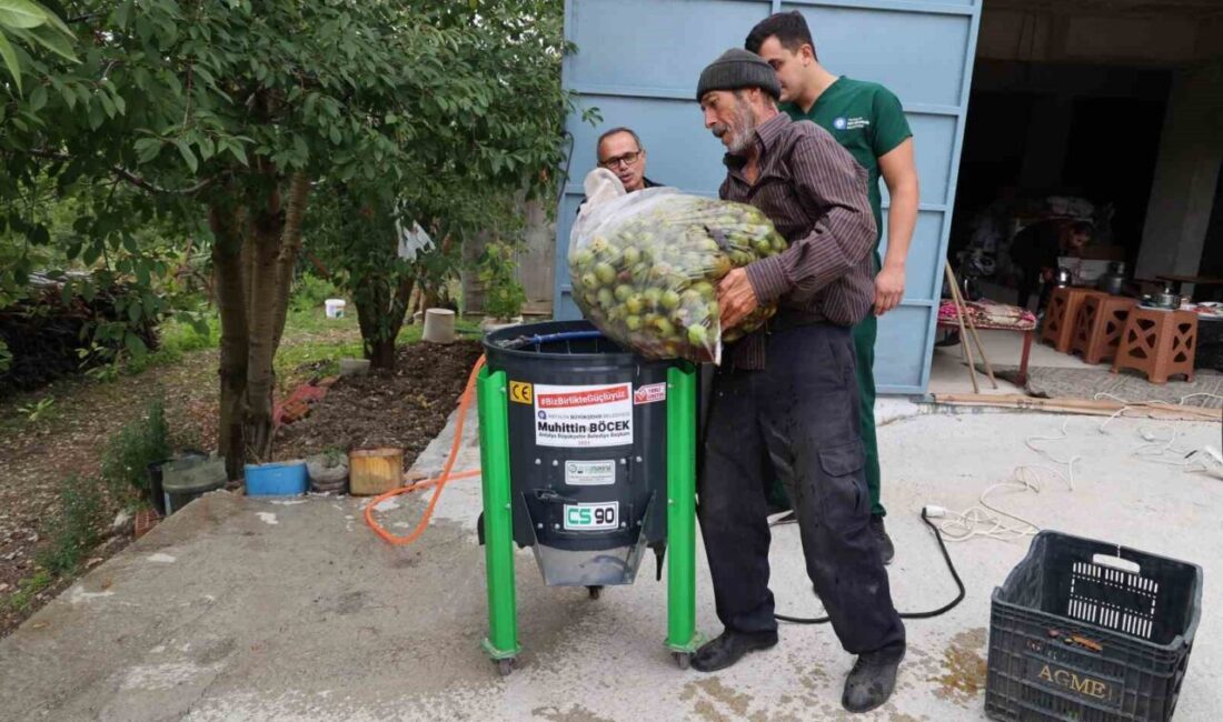 Antalya Büyükşehir Belediyesi, ceviz hasadında çiftçilere destek olmak amacıyla Sülekler