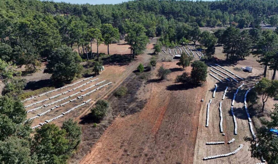 Muğla’da Çam Balı Rekoltesi Bu Yıl 20 Bin Ton Olması Bekleniyor Muğla'da bu yıl çam balı rekoltesinin 20 bin ton olması