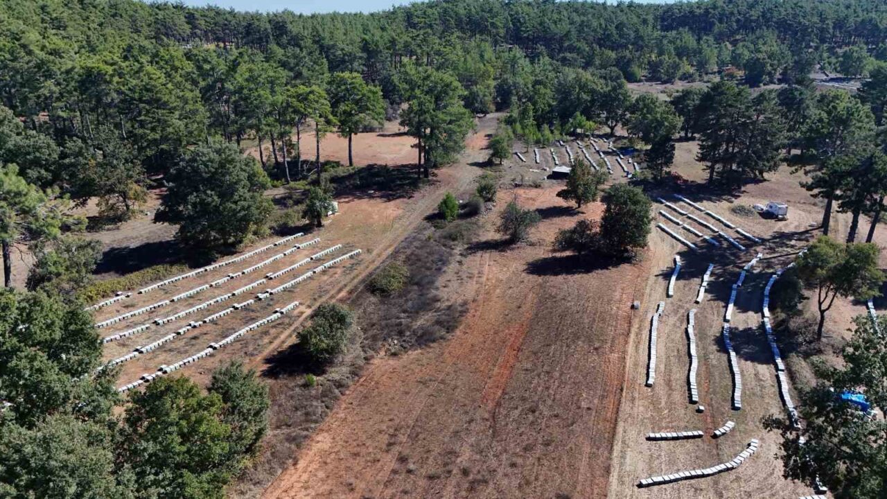 Muğla’da Çam Balı Rekoltesi Bu Yıl 20 Bin Ton Olması Bekleniyor