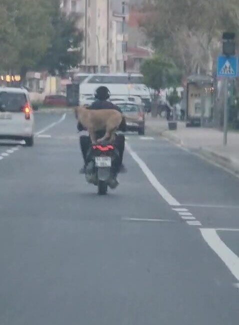 Gelibolu’da Motosikletin Arkasında Oturan Köpek, Vatandaşları Hem Eğlendirdi Hem de Şaşırttı Gelibolu'da bir motosikletin arkasında oturan köpek, sürücüler arasında hem şaşkınlık