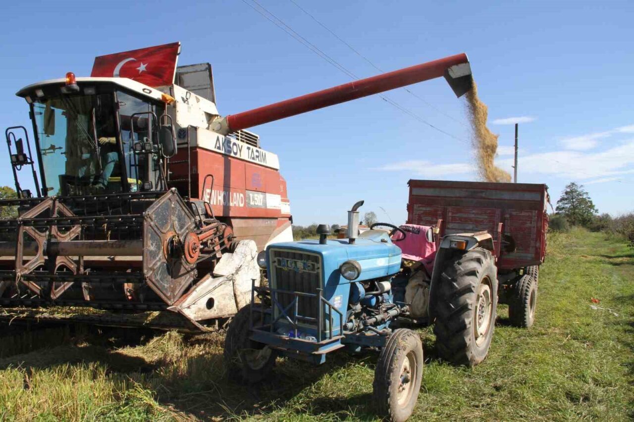 Çarşamba Ovası’nda Çeltik Hasadı Devam Ediyor, Üreticiler Verimden Memnun