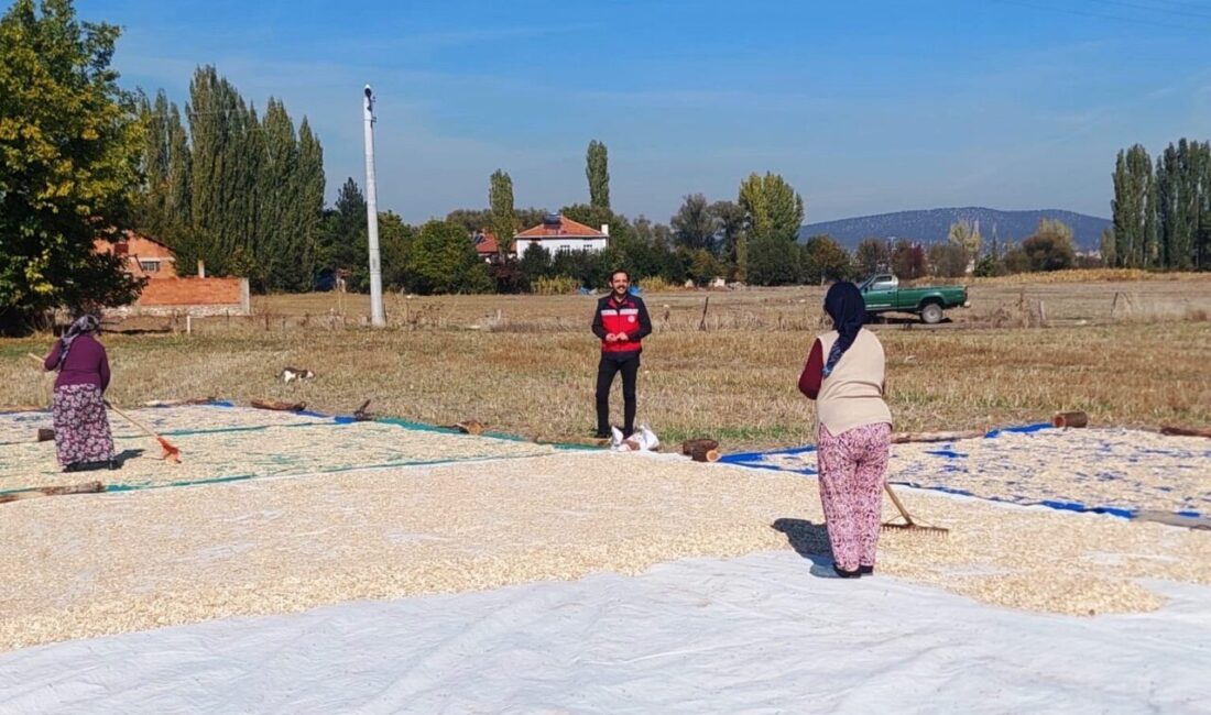Kütahya'nın Çavdarhisar ilçesine bağlı Ağarı Köyü'nde çerezlik kabak hasadı başladı.
