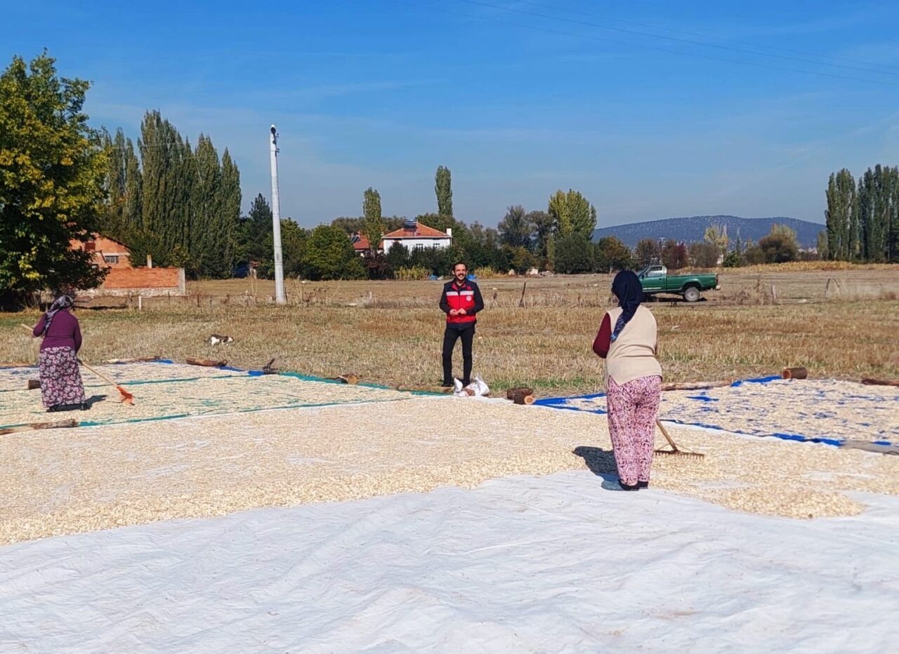 Kütahya'nın Çavdarhisar ilçesine bağlı Ağarı Köyü'nde çerezlik kabak hasadı başladı.