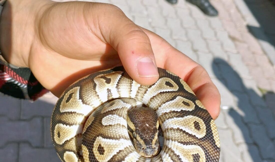 Konya'da polis, asayiş kontrolü sırasında bir kişinin cebinde yavru piton