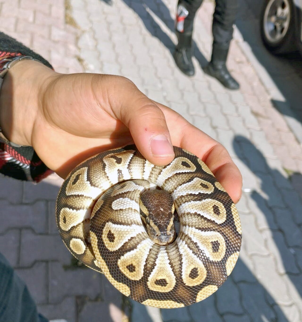 Konya'da polis, asayiş kontrolü sırasında bir kişinin cebinde yavru piton