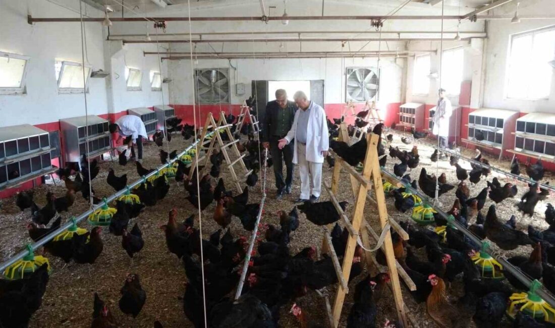 Malatya'daki Tarım Mesleki ve Teknik Anadolu Lisesi öğrencileri, tavuk yetiştiriciliği
