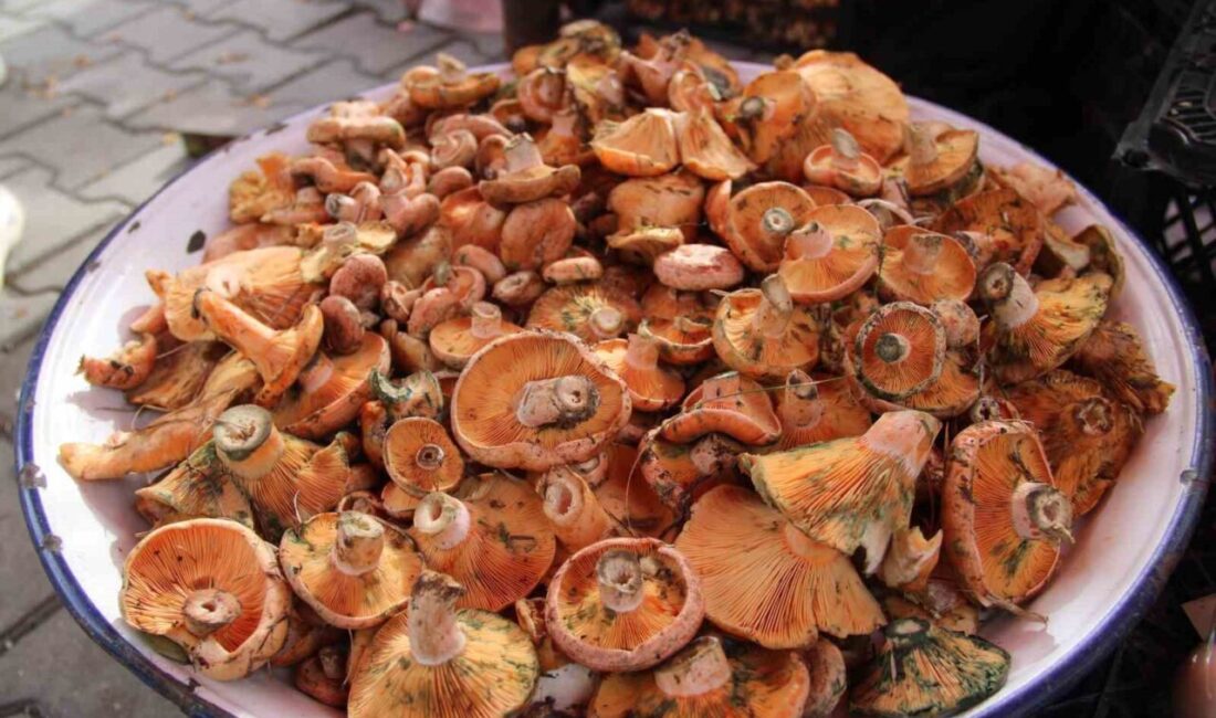 Menteşe’de Çıntar Mantarı Sezonu Başladı, Kilo Fiyatı 500 Liraya Ulaştı Muğla'nın Menteşe ilçesinde çıntar mantarının mevsimi başladı. Ormanlardan toplanan mantarlar,