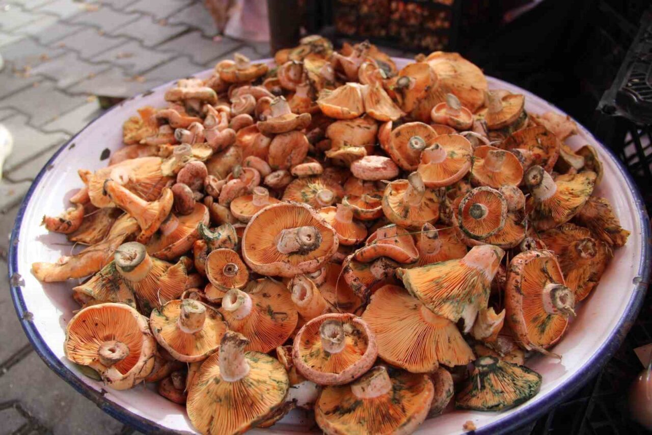 Muğla'nın Menteşe ilçesinde çıntar mantarının mevsimi başladı. Ormanlardan toplanan mantarlar,