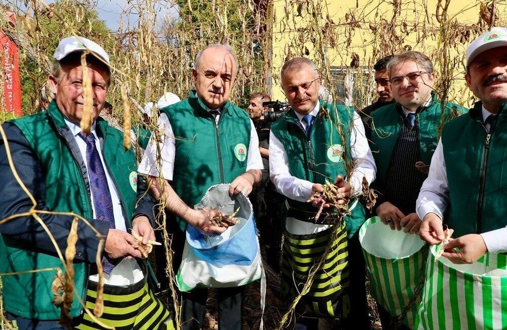 Ordu'nun Akkuş ilçesinde, coğrafi işaretli Akkuş Şeker Fasulyesi'nin 5. hasadı,